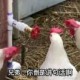 û ݵڶˮ